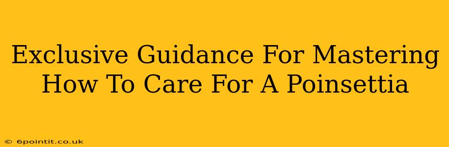 Exclusive Guidance For Mastering How To Care For A Poinsettia